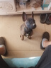 英特威狗狗疫苗四聯(lián)疫苗二聯(lián)疫苗狂犬疫苗自打小狗疫苗寵必威套餐針 【幼犬套餐】四聯(lián)3針+狂犬1針 曬單實(shí)拍圖