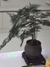 文竹+陶瓷盆  盆栽植物室內客廳盆景辦公室懶人好養綠植創(chuàng  )意擺件 文竹+綠色冰裂盆+高腳方底座 帶盆栽好 曬單實(shí)拍圖