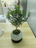 小葉赤楠盆景植物辦公花卉基地直銷(xiāo)批發(fā)綠植盆栽室內擺件花卉綠植 赤楠+冰裂紋盆+苔蘚+底座 曬單實(shí)拍圖