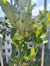 香水檸檬樹(shù)苗帶土發(fā)貨陽(yáng)臺室內盆栽果樹(shù)四季結果觀(guān)賞食用易活包郵 高30-45cm 1棵（原土原葉 全國可種） 曬單實(shí)拍圖