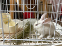 布卡星（BUCATSTATE）兔籠大號56cm防濺尿家用荷蘭豬豚鼠侏儒兔子專(zhuān)用別墅室內籠子 曬單實(shí)拍圖