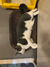 弗列加特 全價(jià)鮮肉烘焙成貓貓糧 磷蝦油美毛 鮮雞肉配方1.8kg【寵物金選】 曬單實(shí)拍圖