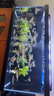 萊易歐 ALEO背濾造景客廳桌面金魚(yú)缸自循環(huán)一體缸金晶五線(xiàn)超白玻璃生態(tài)魚(yú)缸 BL800H送全配件【爵士黑】升級多模塊 曬單實(shí)拍圖