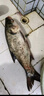 天元黑坑鰱鳙伴侶濃縮版-復合味型釣魚(yú)魚(yú)餌添加劑誘食劑 天元黑坑鰱鳙伴侶濃縮版 曬單實(shí)拍圖