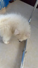 咯咪博美犬寵物狗狗活體幼崽博美幼犬純種俊介犬茶杯犬活體搏美犬 公 曬單實(shí)拍圖