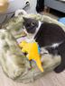 天元寵物恐龍系列狗狗玩具 小狗磨牙耐咬寵物發(fā)聲玩具【黃色劍龍】 曬單實(shí)拍圖