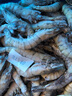 Member's Mark 泰國進(jìn)口 生冷凍黑虎蝦 2kg (約31-40只/每千克) 2kg(凈重) 曬單實(shí)拍圖