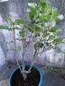 飛沭 矮化盆栽蘋果樹苗南北方室內(nèi)外陽臺種植庭院花園地栽 5年老樁矮化蘋果樹 帶土球發(fā)貨 曬單實拍圖