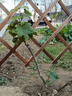 呆果丁紅提葡萄樹(shù)苗南北方種植庭院爬藤耐寒特大號無(wú)籽盆栽嫁接當年結果 1年苗10棵裝（適合大面積種植）送肥料 曬單實(shí)拍圖