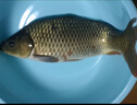 達億瓦（DAIWA）25新款先調子并繼鯽魚(yú)竿碳素插節鯽桿野釣超輕量手竿十大品牌 4.5m 15尺（4.5米） 曬單實(shí)拍圖