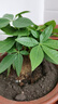 發(fā)財樹(shù)盆栽大植物室內辦公室桌面客廳小盆景招財樹(shù)苗綠植花卉盆栽 小單桿發(fā)財樹(shù) 2-3cm【原盆】 【送肥料】 曬單實(shí)拍圖