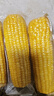 京鮮生東北黃糯玉米棒200g×8根 甜黏玉米 多種包裝隨機發(fā)貨 源頭直發(fā) 曬單實(shí)拍圖