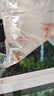 孔雀魚(yú)天使魚(yú) 純種觀(guān)賞魚(yú)淡水好養熱帶小型觀(guān)賞魚(yú) 孔雀魚(yú)12條送備損3條【發(fā)15條】 曬單實(shí)拍圖