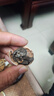 云南今年新貨野生老樹核桃紙皮薄皮孕婦黑桃薄殼干黑桃零食無漂 云南新貨薄皮核桃5斤-老品種大果 曬單實拍圖