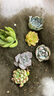 多肉組合盆栽陽(yáng)臺盆栽喜陽(yáng)植物新手福利按圖發(fā)貨品種花卉好養 M款9種不帶盆土 曬單實(shí)拍圖