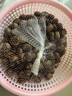 【超市品質(zhì)】正宗遷西新鮮老樹(shù)板栗源頭直發(fā)新鮮蔬菜生鮮可生吃 遷西老樹(shù)板栗 大果 4斤 曬單實(shí)拍圖