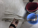 流蘇樹(shù)苗盆栽四季開(kāi)花濃香四季好養室內外植物陽(yáng)臺庭院觀(guān)花卉綠植 新品【橙黃】耐寒耐熱 熱銷(xiāo)款：八年樹(shù)狀獨桿-當年開(kāi)花爆滿(mǎn)【包活】 曬單實(shí)拍圖