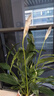白掌一帆風(fēng)順盆栽植物室內花卉綠植水養四季開(kāi)花新手好養活 白掌1盆帶繁星盆 曬單實(shí)拍圖