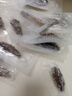 燈火島即食海參 大連生鮮冷凍遼刺參即食刺參 單個(gè)獨立包裝中秋海鮮禮盒 即食海參1000g（30-40只/斤） 曬單實(shí)拍圖