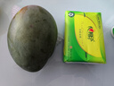 四川凱特芒果新鮮芒果 貴妃芒應當季水果 帶箱2斤 【300g+】 曬單實(shí)拍圖