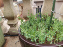 豌豆苗種子豌豆尖吃苗四季陽(yáng)臺盆栽芽苗菜秋冬季蔬菜種子 豌豆尖種子【可連續采摘】 【160?！?包 曬單實(shí)拍圖