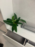 大葉金鉆綠公主盆栽水培綠植物客廳臥室內(nèi)桌擺懶人花卉綠蘿除甲醛 大金鉆30-40厘米高送白螺紋盆 曬單實拍圖