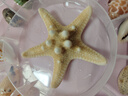 天然海螺貝殼套餐 標本螺海星禮盒海洋生物科普幼兒園科教擺件 套餐三 曬單實(shí)拍圖