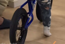 途銳達兒童平衡車(chē)滑步車(chē)學(xué)步車(chē)2-3-6歲寶寶自行車(chē)滑行車(chē)玩具車(chē) P1 12寸 藍色 12寸 曬單實(shí)拍圖