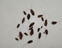 COODORA殺蟲(chóng)煙霧劑蟑螂藥全窩端家用全屋驅滅蟑螂蚊子蒼蠅消殺神器6枚 曬單實(shí)拍圖