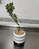 八芽懸崖六月雪盆栽金邊老樁彎枝造型中式禪意盆景客廳桌面好養綠植 六月雪-PVC小甜甜圈盆-密胺托盤(pán) 帶盆栽好 曬單實(shí)拍圖