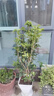 愛(ài)優(yōu)尚四季桂花盆栽室內開(kāi)花室外陽(yáng)臺庭院好養濃香花卉月桂樹(shù)苗源頭直發(fā) 曬單實(shí)拍圖