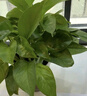 雙盟綠蘿盆栽除甲醛花卉綠植辦公室新房?jì)艋諝?80加侖4盆裝源頭直發(fā) 曬單實(shí)拍圖