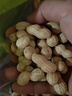 旭東百里挑一山核桃味帶殼花生大包裝批發(fā)5斤裝咸干花生散裝年貨炒貨 曬單實(shí)拍圖