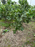 傾潤新品種青皮蜜桔苗 日南一號桔苗早熟青柑橘苗 嫁接無(wú)核蜜桔子樹(shù)苗 5年苗當年結果多 111cm(含)-140cm(含) 曬單實(shí)拍圖