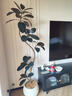 花翁大型綠植客廳盆栽橡皮樹(shù)單飄黑金剛1.4-1.6m創(chuàng  )意圓球盆源頭直發(fā) 曬單實(shí)拍圖