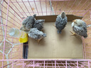 二斤重純種白蘆花雞活苗正宗半大汶上蘆花雞苗散養土雞苗小雞活苗 0.8-1斤重白蘆花  5只【1公4母】 曬單實(shí)拍圖