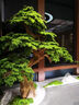 景塵櫥窗仿真迎客松樹(shù)羅漢松樹(shù)新中式室內綠植造景裝飾酒店裝飾假松樹(shù) 高1.2米寬約1.4米單樹(shù)(自然形態(tài)） 【原木款】 曬單實(shí)拍圖