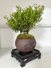 開(kāi)時(shí)果 小葉赤楠盆景擺件 辦公室桌面綠植花卉好養盆栽植物源頭直發(fā)包郵 【熱銷(xiāo)款】舍得紫砂盆+苔蘚+底座 曬單實(shí)拍圖
