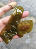 渤海捕手大連特產(chǎn)新鮮鹽漬裙帶菜5斤/箱（含鹽只有10%出成率高） 曬單實(shí)拍圖