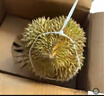 【保4房肉】A級進(jìn)口金枕鮮榴蓮1粒2-2.5kg(M) 曬單實(shí)拍圖