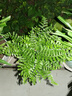 吉姆蕨盆栽蕨類(lèi)植物好養活四季懶人門(mén)口室內辦公室電視柜旁邊綠植 吉姆蕨配小號白色磨砂球盆 曬單實(shí)拍圖
