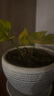 格調生活如意皇后吉利紅盆栽綠植花卉室內客廳水培好養北歐風(fēng)四季常青綠蘿 紅掌1顆+營(yíng)養液 不含盆 曬單實(shí)拍圖