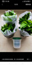 雙盟綠蘿盆栽除甲醛花卉綠植辦公室新房?jì)艋諝?120款10盆源頭直發(fā) 曬單實(shí)拍圖