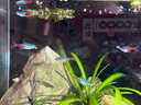 紅綠燈魚(yú)小型熱帶燈科魚(yú)活體草缸群游魚(yú)觀(guān)賞魚(yú)寶蓮燈斑馬魚(yú)孔雀魚(yú) 1.6cm左右紅綠燈5條 曬單實(shí)拍圖