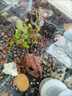 魚(yú)缸家用客廳生態(tài)桌面水族箱金晶超白玻璃魚(yú)缸中型大溪流缸 6mm金晶超白60*20*20cm 曬單實(shí)拍圖
