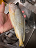 冰鮮部族大黃花魚(yú) 深海大黃魚(yú)海捕活凍鮮活大海魚(yú)鮮海鮮水產(chǎn) 【深海大黃花魚(yú)250g*4條】2斤裝 曬單實(shí)拍圖