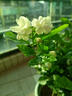 臨雅茉莉花盆栽老樁室內花卉陽(yáng)臺花苗虎頭綠植物好養160#原盆源頭直發(fā) 曬單實(shí)拍圖
