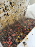 美思康宸（假一罰十）美宸天膠正宗山東鐵盒阿膠片510克禮盒見(jiàn)面禮佳品 灰盒2020年3月生產(chǎn)陳膠過(guò)保質(zhì)期 曬單實(shí)拍圖