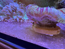 瘋狂水草（FKSC）櫻桃紅雨林砂5斤裝1.0-2.0mm魚(yú)缸造景底砂 魚(yú)缸底部沙石 魚(yú)缸底沙 曬單實(shí)拍圖