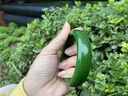 拾想新疆收藏和田玉碧玉手鐲無(wú)黑點(diǎn)菠菜綠碧玉手鐲媽媽款玉鐲子附證書(shū) 圈口62mm 曬單實(shí)拍圖